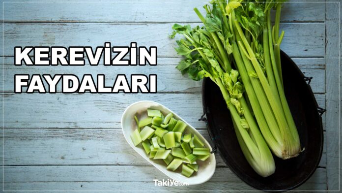 kereviz faydaları. kerevizin yararları.