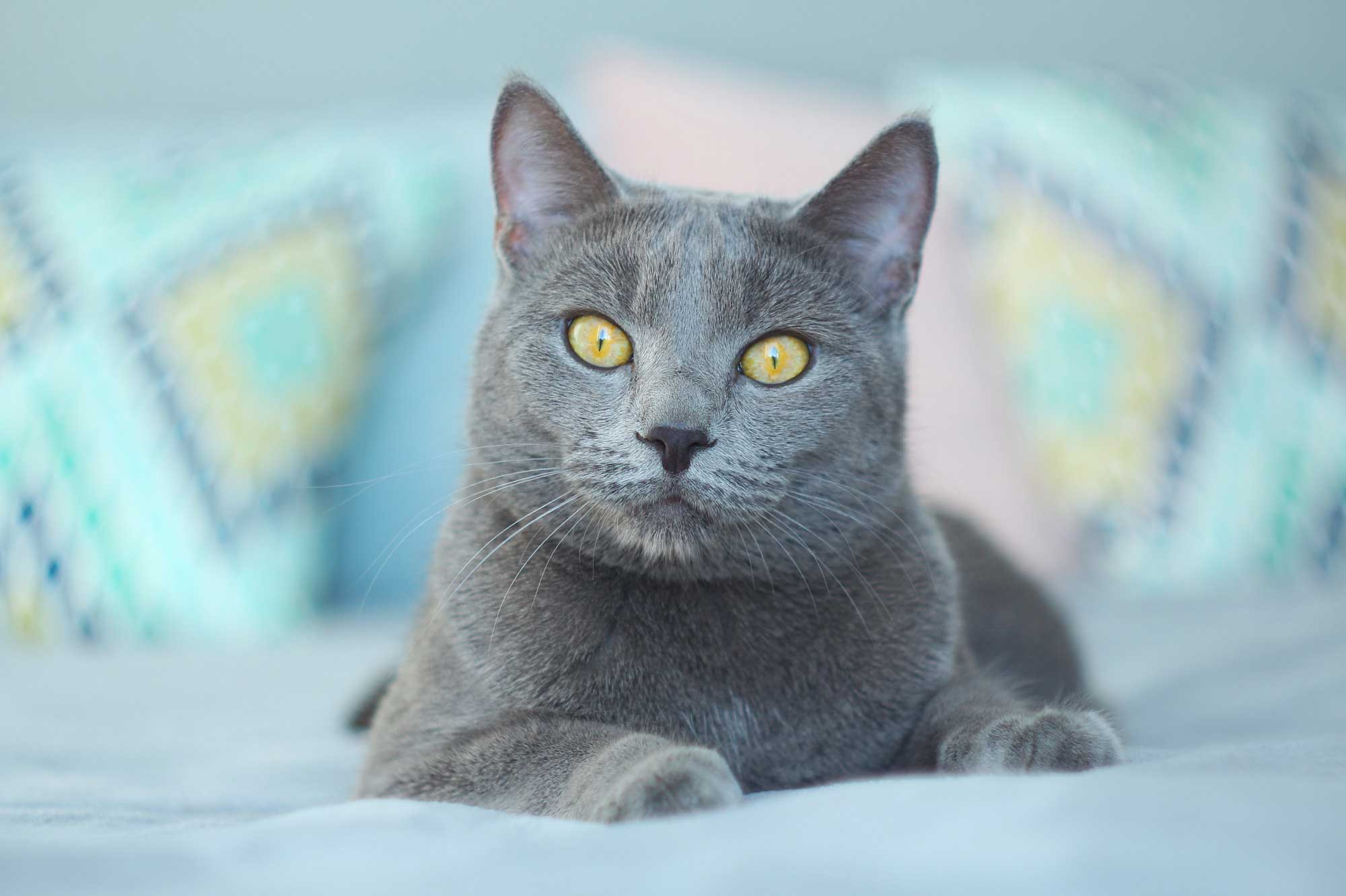 mavi rus kedisi özellikleri