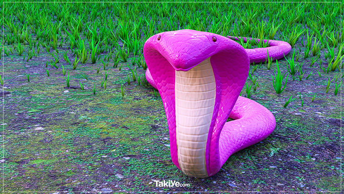 Rüyada Pembe Kobra Yılanı Görmek Ne Anlama Gelir