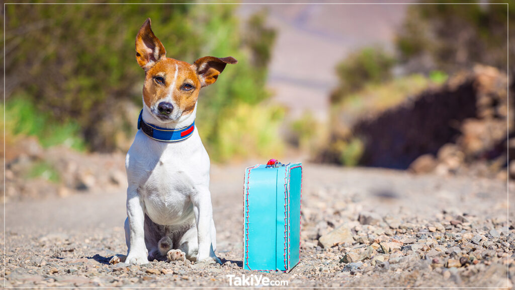 jack russell özellikleri