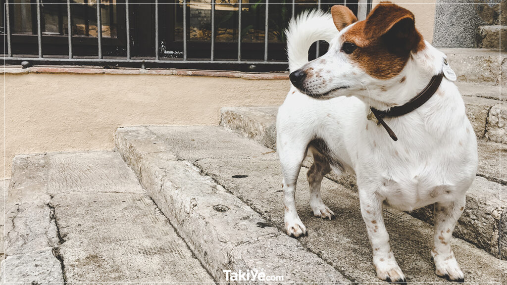 büyümeyen köpek cinsleri