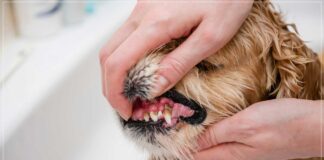 köpeklerde diş çürüğü