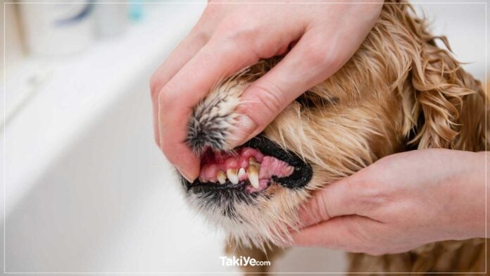 köpeklerde diş çürüğü
