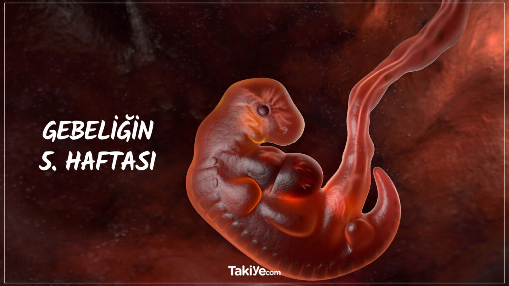 5 haftalık gebelik ultrason görüntüsü