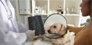 köpeklerde kemik kanseri