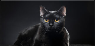 siyah kedilere isim