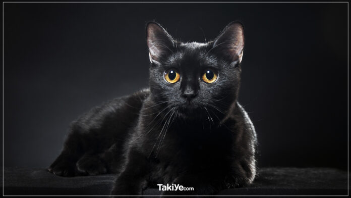 siyah kedilere isim