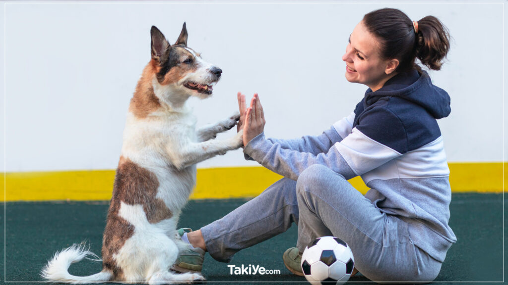 köpek eğitiminde cezanın olumsuz sonuçları