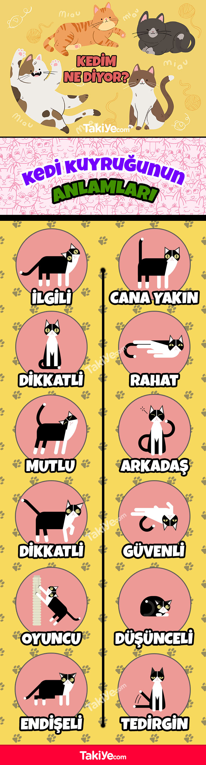 kedi kuyruğunun anlamları