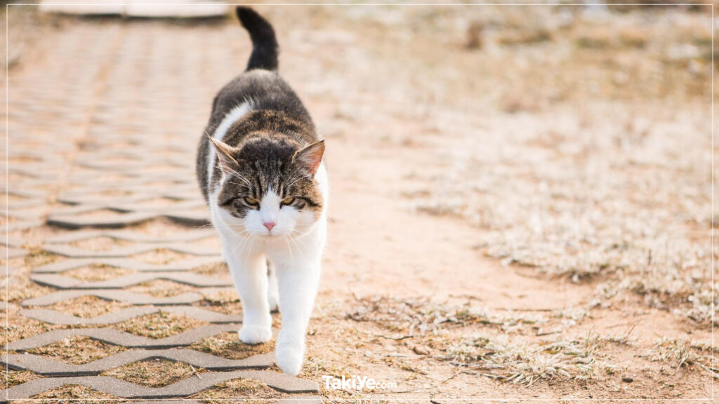 kedi kuyruğunun anlamları