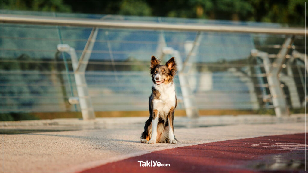 köpek eğitiminde cezanın olumsuz sonuçları