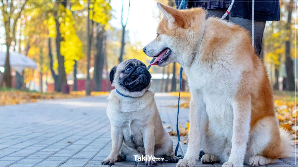 köpek sosyalleştirme eğitimi köpeğim nasıl sosyalleşir