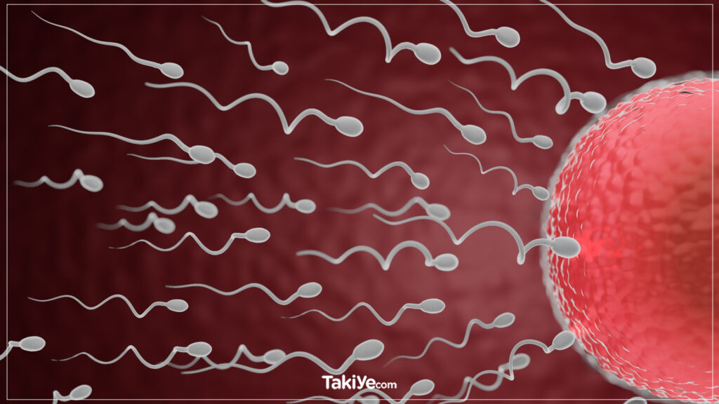 hamilelikte sperm nereye gidiyor