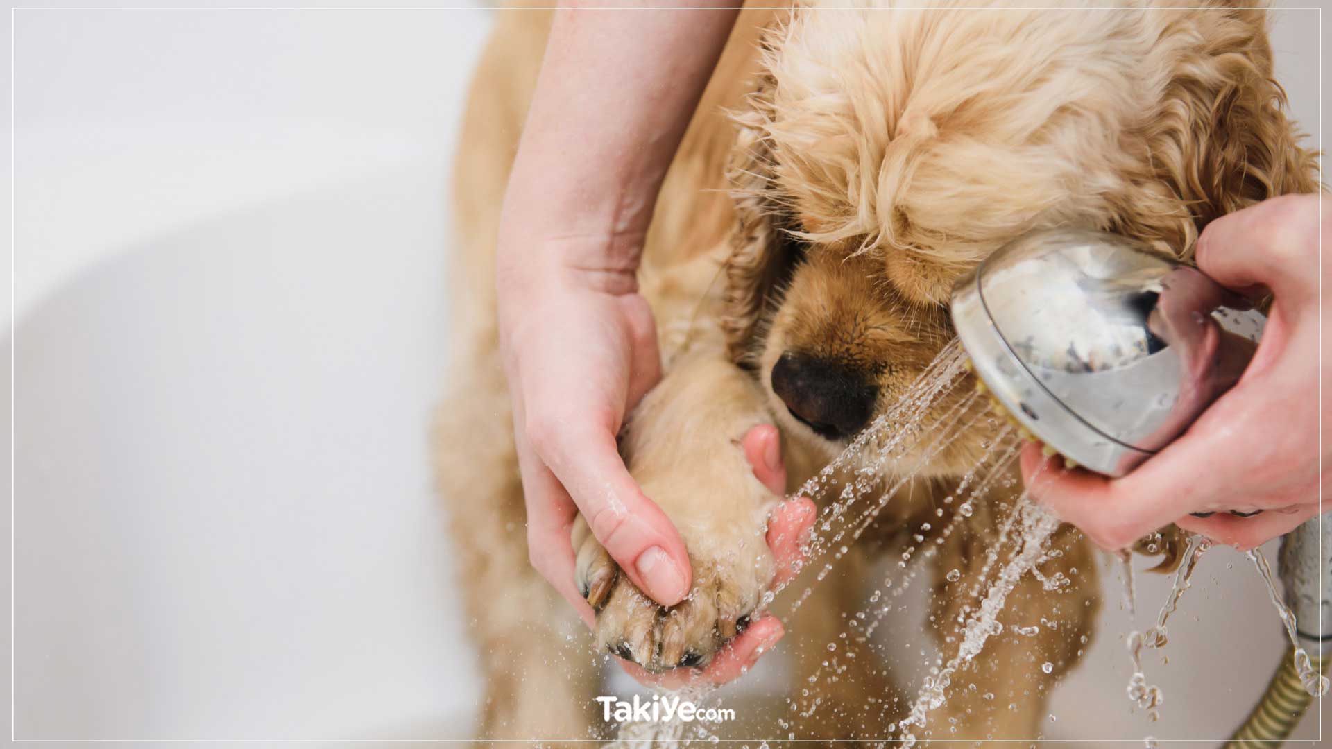 köpek patileri nasıl temizlenir