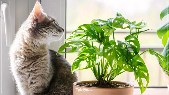 kedileri bitkilerden uzak tutmak