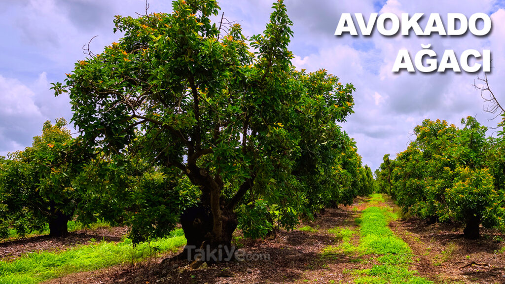 avokado ağacı