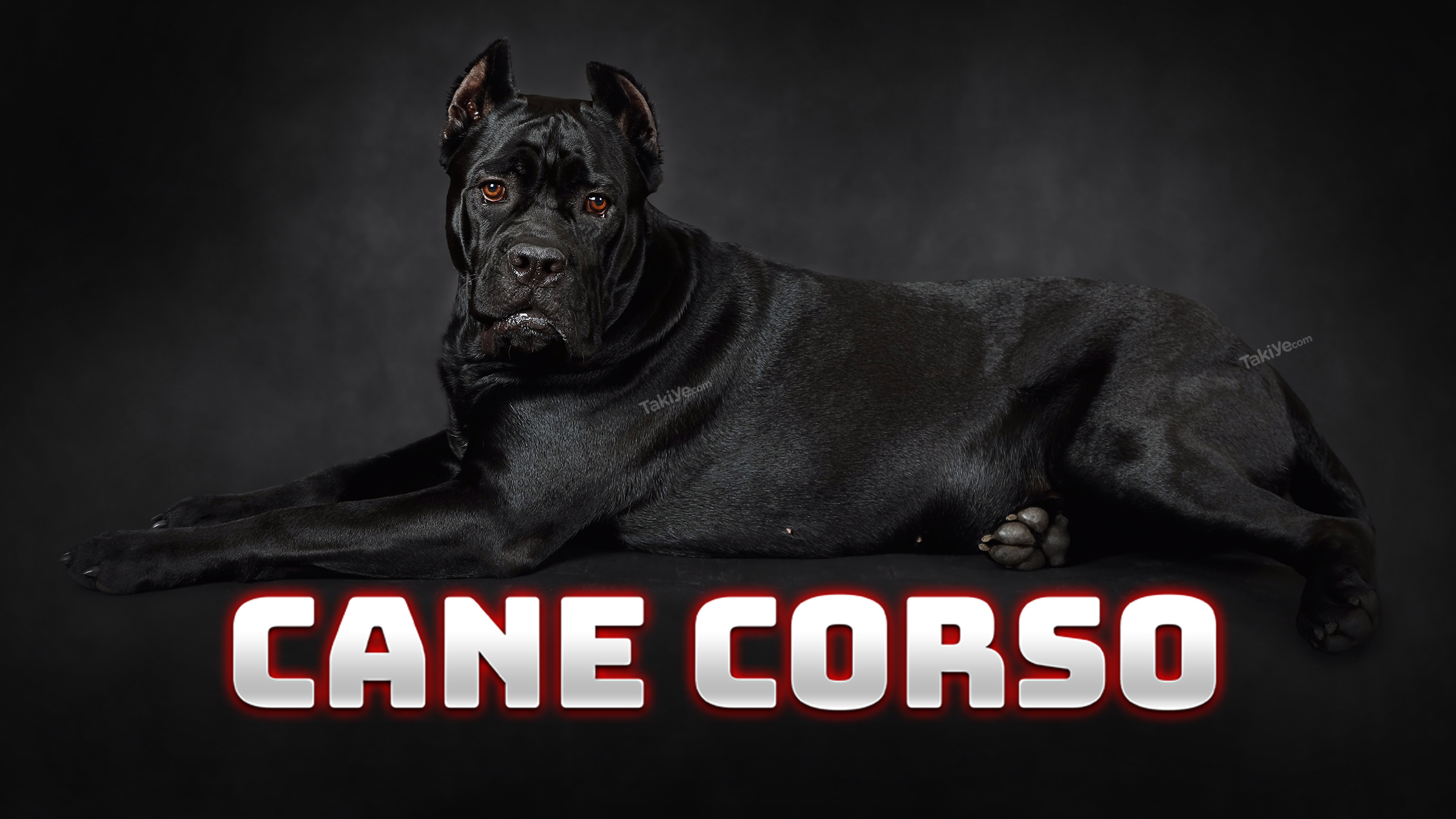 cane corso italiano