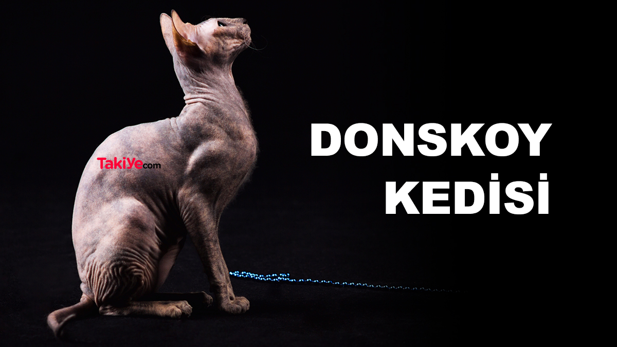 donskoy kedisi