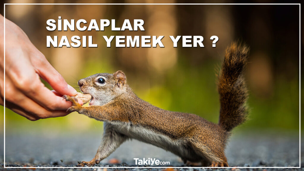 sincaplar nasıl yemek yer