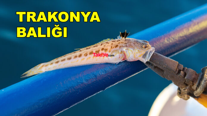 trakonya balığı