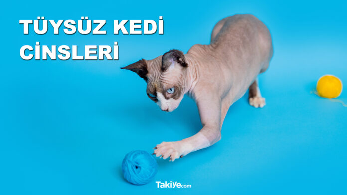 tüysüz kedi cinsleri