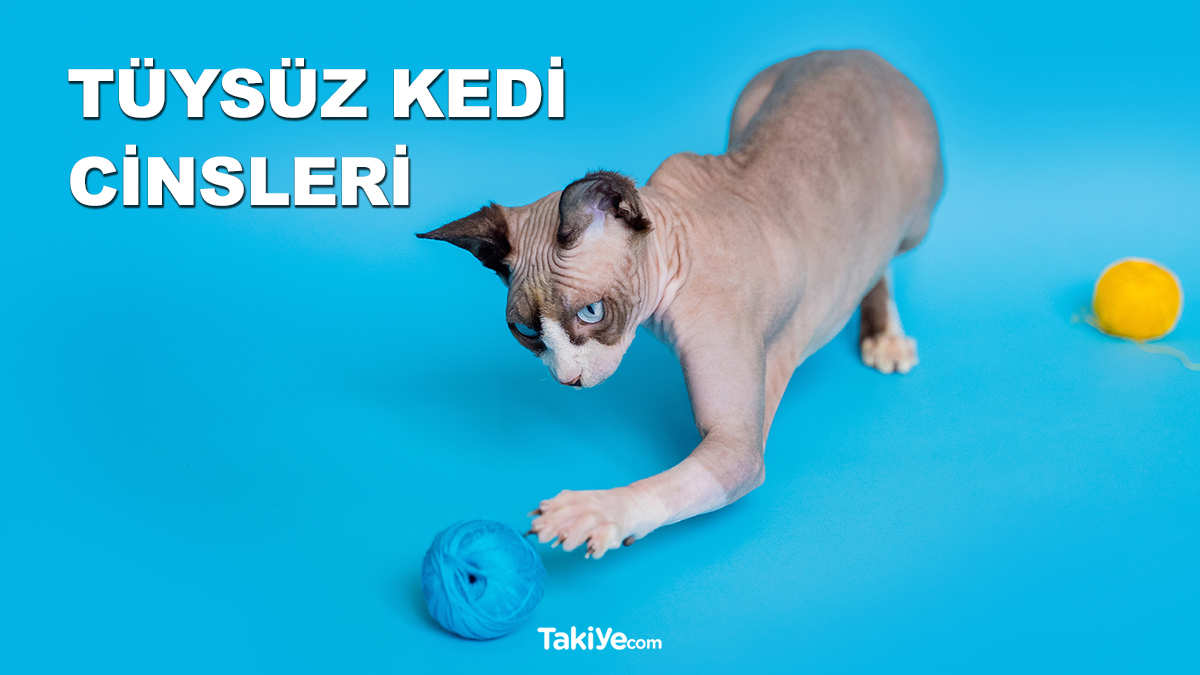 Tuysuz Kedi Cinsleri Turleri Fiyatlari Ozellikleri Takiye Com